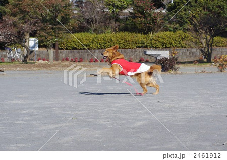 走るゴールデンレトリバー 2461912