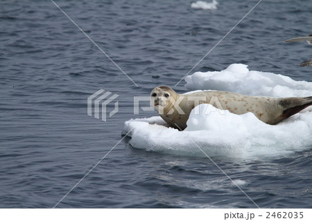 流氷とアザラシ 2462035