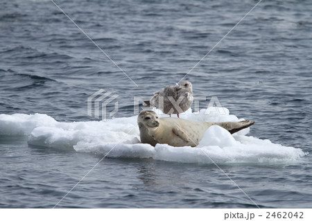 流氷とアザラシ 2462042