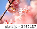 寒桜 寒桜 2462137