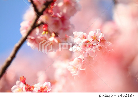 寒桜 寒桜 2462137