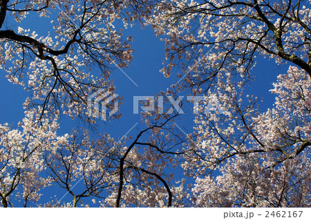 コヒガン桜 2462167