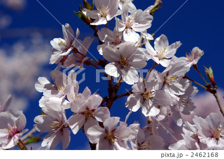 コヒガン桜２ 2462168