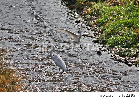2羽のシラサギ 2462295