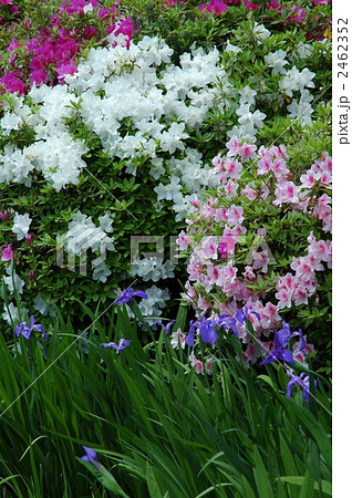 京都　初夏の妙満寺 2462352