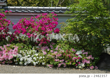 京都 初夏の妙満寺 京都 初夏の妙満寺 2462357