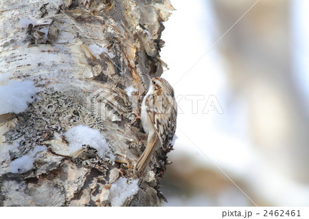 キバシリ（横向き） 2462461