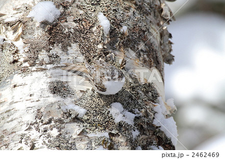 キバシリ(正面) キバシリ(正面) 2462469