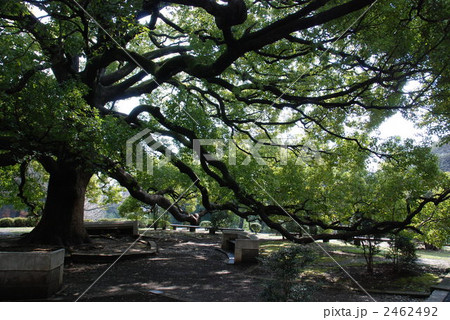 大きな木陰 2462492