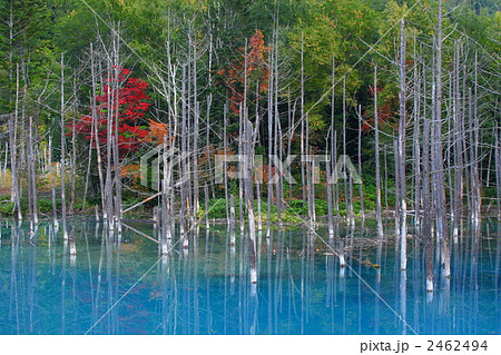 美瑛町　紅葉と青い沼（横） 2462494
