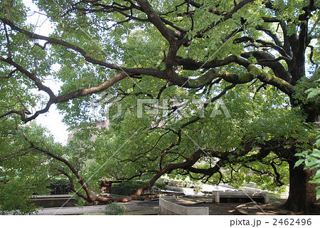 長く伸びた枝 2462496