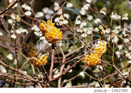春を告げる大きめの黄色いミツマタの花 2462590