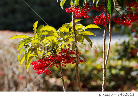 東御苑のマンリョウの赤い実 東御苑のマンリョウの赤い実 2462613
