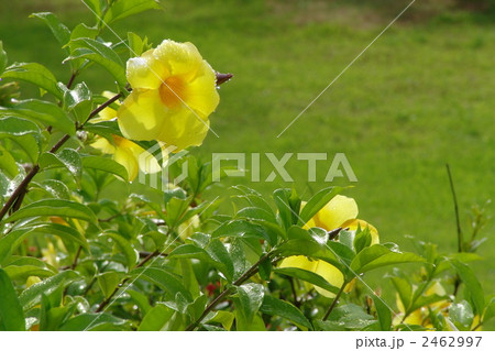 8月熱帯植物　アリアケカズラ・キョウチクトウ科06 2462997