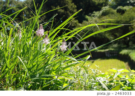 9月 ツルボ・ユリ科42 9月 ツルボ・ユリ科42 2463033