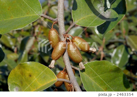 マルバグミの実 2463354