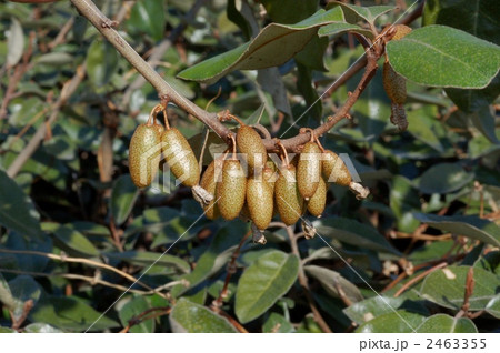 マルバグミの若葉 2463355