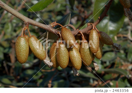 マルバグミの実 2463356