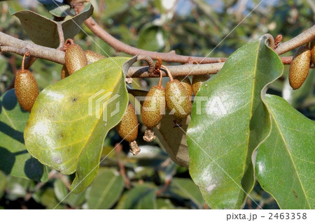 マルバグミの実 マルバグミの実 2463358