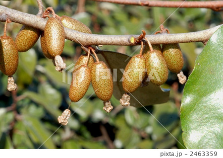マルバグミの実 2463359