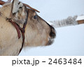 トナカイ 2463484