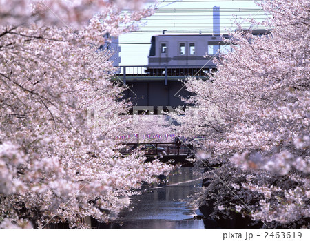 目黒川の桜と東横線 目黒川の桜と東横線 2463619