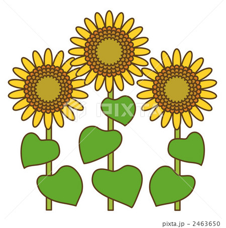 ひまわり ひまわり 2463650