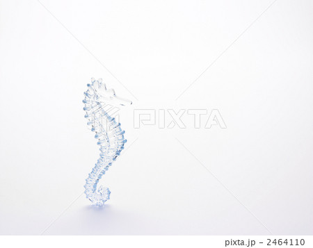 タツノオトシゴ 2464110