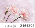 ピンクのカーネーション 2464202