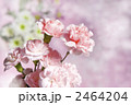 ピンクのカーネーション 2464204
