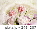 ピンクのカーネーション 2464207