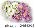 西洋菊 2464208