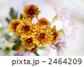 西洋菊 2464209