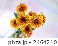 西洋菊 2464210