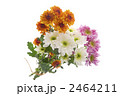西洋菊の花束 2464211