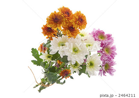 西洋菊の花束の写真素材
