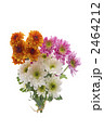 西洋菊の花束 2464212