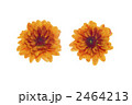 西洋菊の花ビラ 2464213