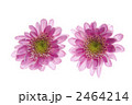 西洋菊の花びら 2464214