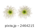 西洋菊の花びら 2464215