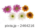 西洋菊の花びら 2464216