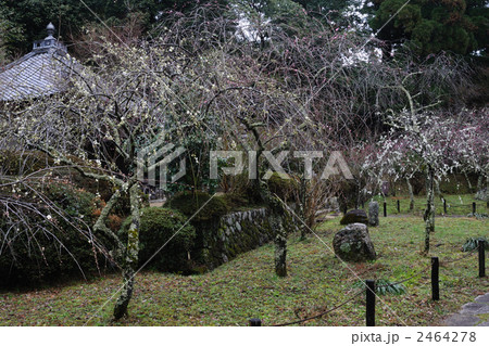 伽藍の枝垂れ梅15 伽藍の枝垂れ梅15 2464278