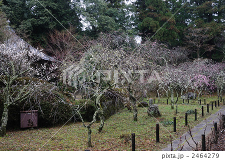 伽藍の枝垂れ梅16 伽藍の枝垂れ梅16 2464279