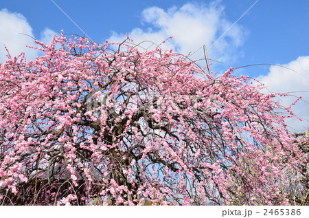 梅の花 梅の花 2465386