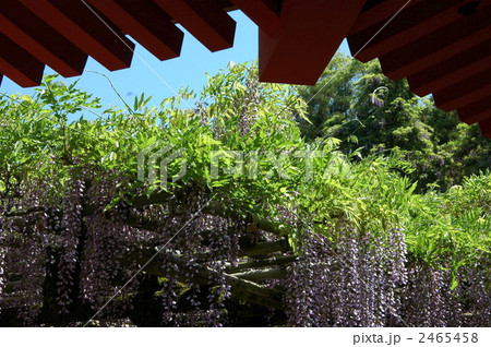 奈良 春日大社の藤 奈良 春日大社の藤 2465458