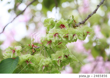 大阪造幣局 桜の通り抜け 御衣黄(ギョイコウ) 大阪造幣局 桜の通り抜け 御衣黄(ギョイコウ) 2465856