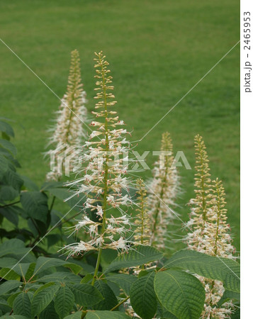 アエスクルス・パルウィフロラの花 アエスクルス・パルウィフロラの花 2465953