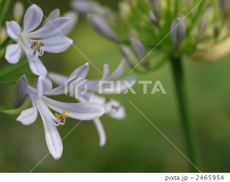 アガパンサスの花 アガパンサスの花 2465954