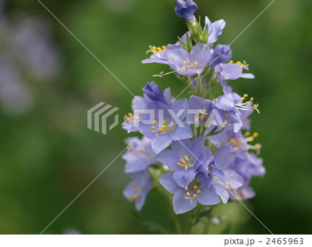 ハナシノブの花 ハナシノブの花 2465963