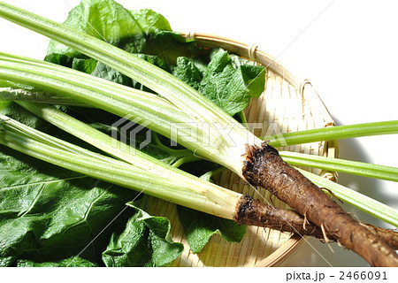 若ごぼう 2466091